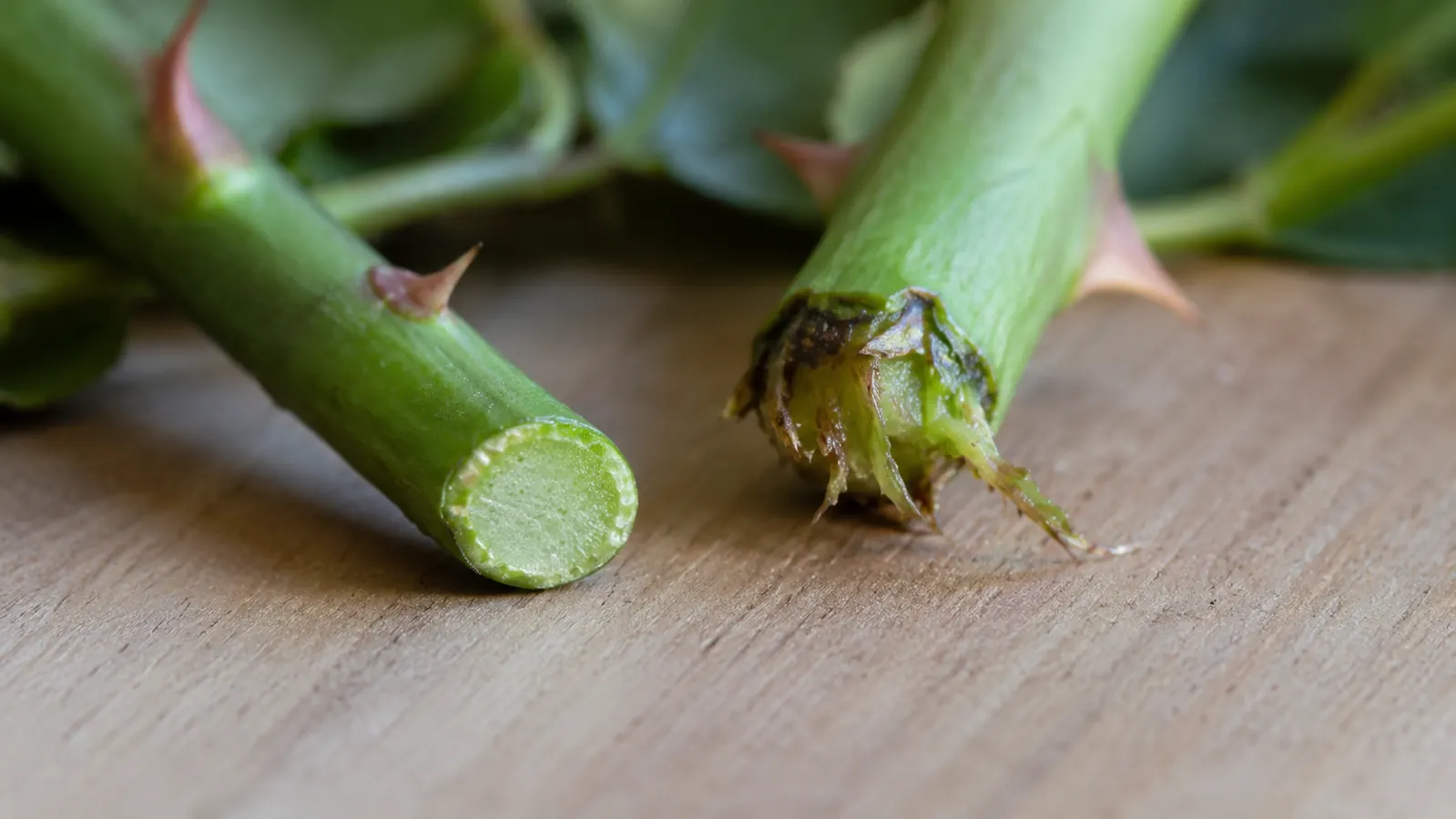Close-up of a clean cut stem versus a torn, frayed stem from dull shears, side by side on a wooden garden table