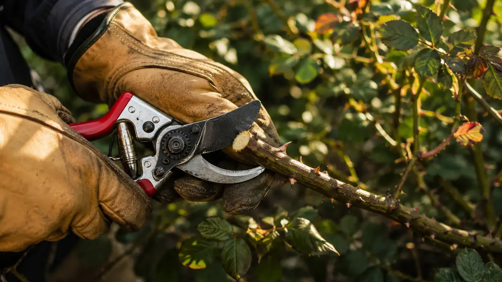 Pruning shears resting on a wooden potting bench beside garden gloves and small pruned rose cuttings